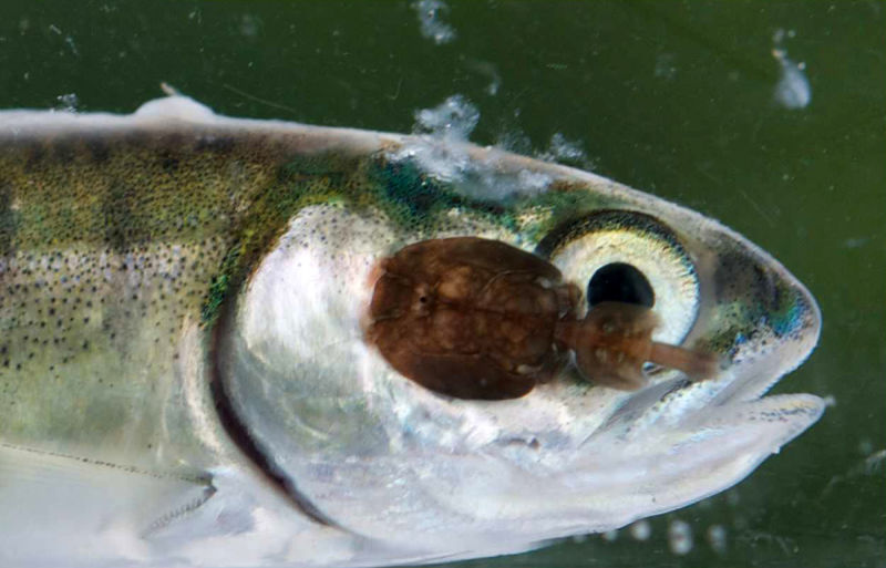 Piojo de mar sobre un alevín de salmón. Foto: Wild Fish Conservancy